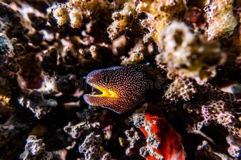 Moray Eel In The Red Sea Eilat Israel Ae Stock Photo Image Of Fish