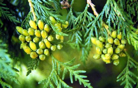 Thuja Occidentalis Seeds At Best Price In Dehradun By Horticultural