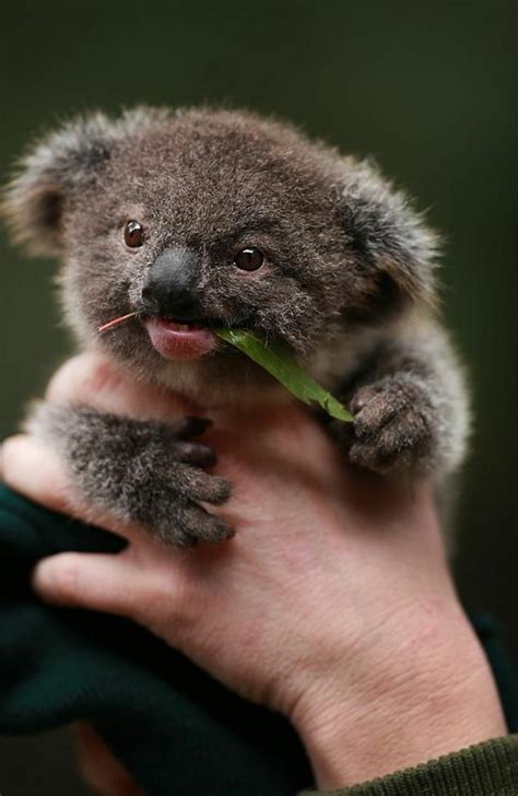 Les Meilleures Photos Et Vidéos De Bébé Koala Archzinefr
