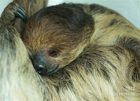 Sleeping Sloth Photograph By Andrew Michael
