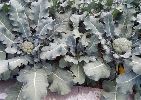 Four Secrets To Growing Large Broccoli Heads Abundant Mini Gardens
