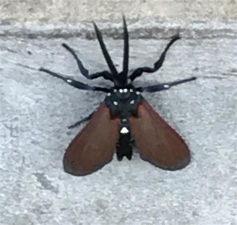 What Is This Spider Moth Alien Empyreuma Pugione Bugguidenet