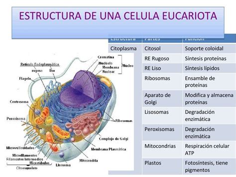 Celula Eucariota Y Sus Partes
