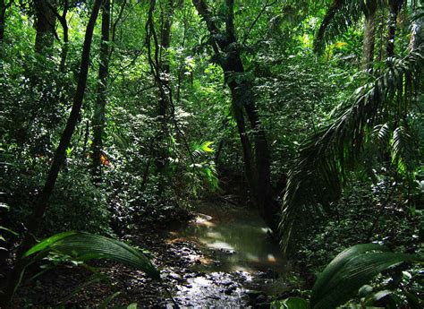 Amazon Rainforest : Images - History - Biodiversity - XciteFun.net