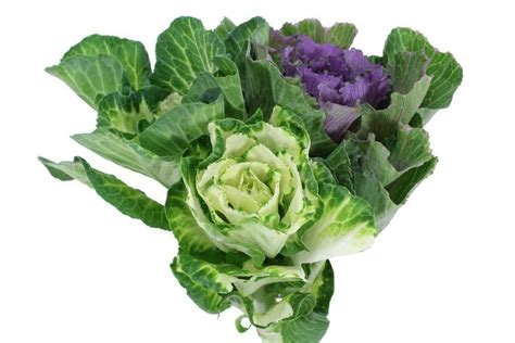 Huge selection of diy wholesale fresh flowers at discount pricing. Kale Flowers in Assorted Colors, 50 stems Bulk Flowers ...