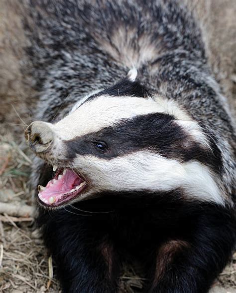 Badger Stock Photos Pictures And Royalty Free Images Istock