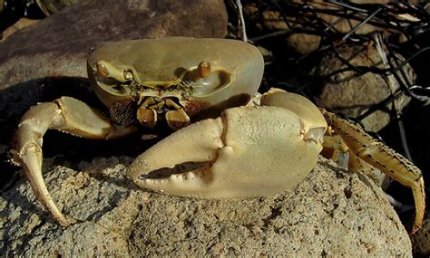 Central Floridas Giant Land Crabs Are Now Emerging From The Earth Blogs