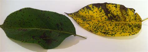 Young leaves develop red to purple pinpoint spots on top or bottom. I have an asian pear tree. It is about 17 year old. When ...