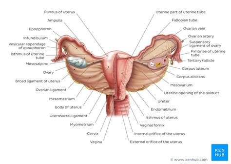 Female Reproductive Organs Anatomy And Functions Kenhub