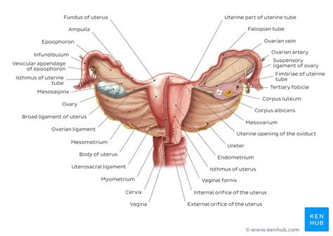 Brief description of the function of each of these labeled organs is provided: Female reproductive organs: Anatomy and functions | Kenhub