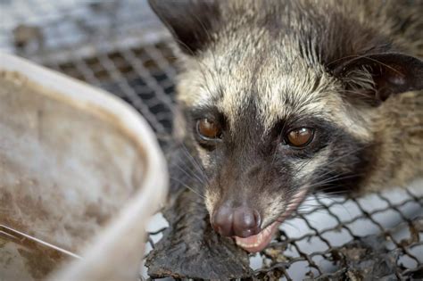 What You Need To Know About Civet Coffee Wildlife Alliance