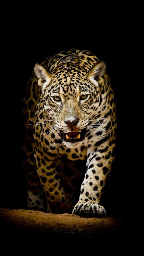 Check out this fantastic collection of iphone 12 wallpapers, with 51 iphone 12 background images for your 4k iphone pubg 4k joker 4k ultra hd hd phone 4k ipad 4k hd 4k marvel anime bts. Leopard 4K HD Wallpapers | HD Wallpapers | ID #22564