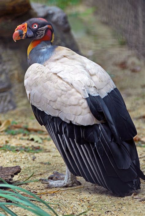 Animals Of The World King Vulture