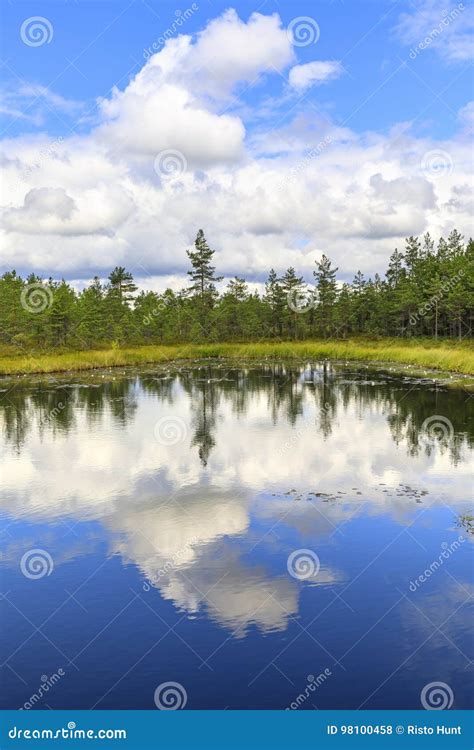 Green Pine Tree Forest Behind Pond In Marsh Stock Photo Image Of