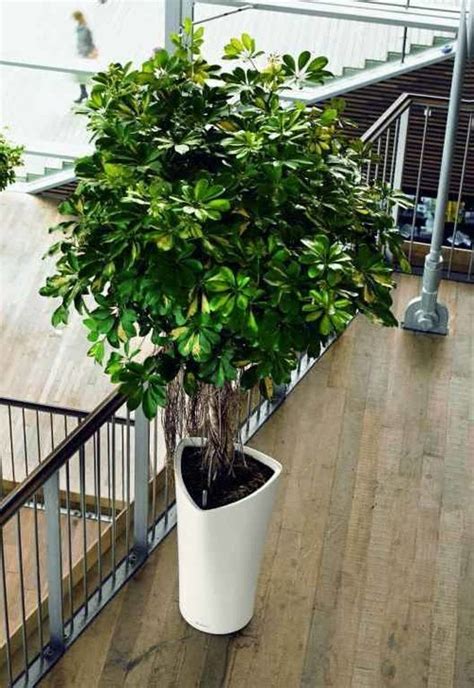 Which Tall Potted Plants Are Great For Indoor Use In