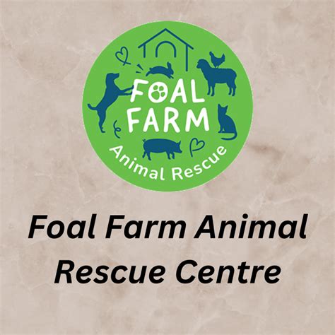 Foal Farm Cats Rescue Center All You Care About Cats Nino