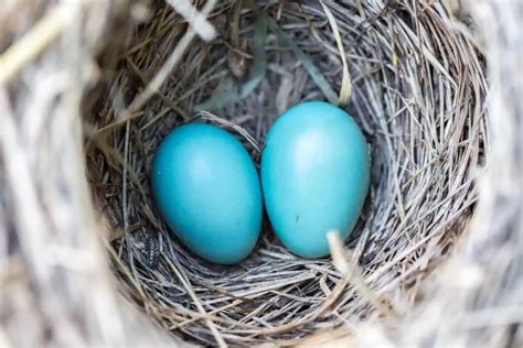 Bird Nest Identification A Helpful Guide For Beginners Birding Outdoors