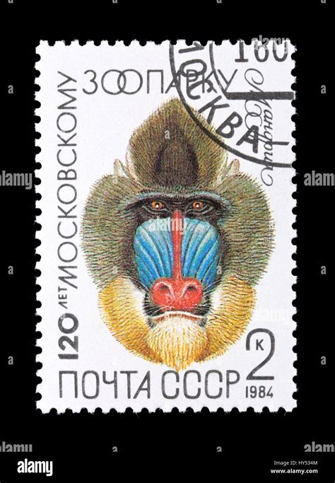 Postage Stamp From The Soviet Union Depicting A Mandrill Mandrillus
