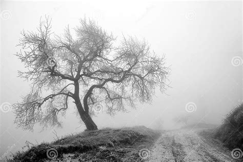 Winter Tree In Fog Stock Image Image Of Moody Lone 47528799
