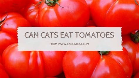 Cats cannot taste spices, not do their digestive systems cope well with acidic foods. 17 Things About Can Cats Eat Tomatoes | You Should Read It