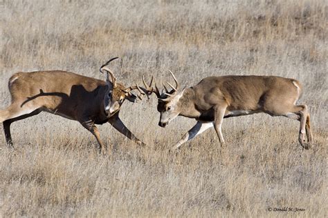 Find whitetail deer pictures and whitetail deer photos on desktop nexus. Whitetail Deer Wallpaper - WallpaperSafari