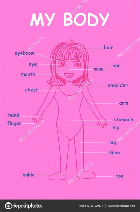 My Body Educational Info Graphic Chart For Kids Showing Parts Of
