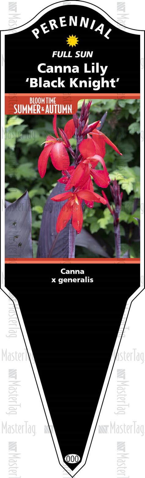 Canna Lily Black Knight Gardener S Xl Improved Stake Tag