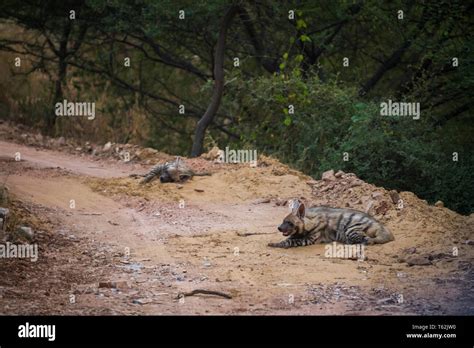 Striped Hyena Hyaena Hyaena Pair Closeup Resting In A Cool Place And