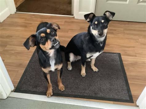 Hope And Mandy 2 Year Old Female Miniature Pinscher Cross Available