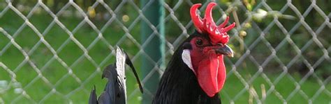 Das augsburger huhn wird als robust beschrieben. Augsburger Huhn — Slowfood