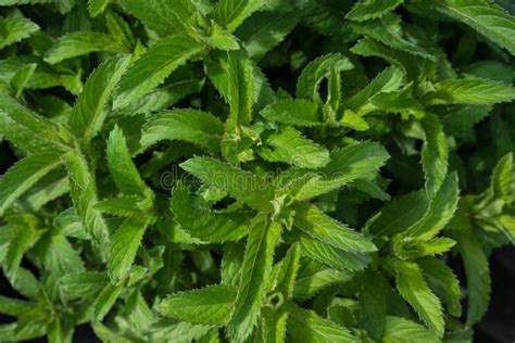 Field Mint Or Wild Mint Lat Mentha Arvensis Stock Photo Image Of