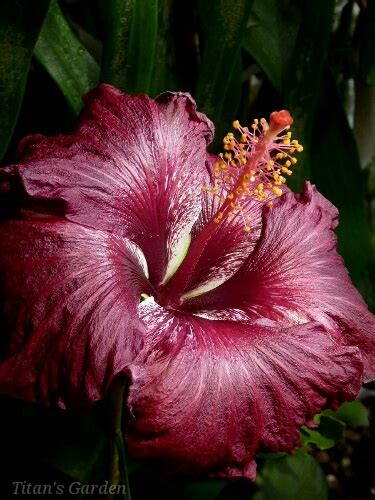 Hibiscus × Rosa Sinensis Black Dragon Titans Garden