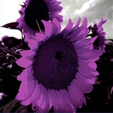 New 20pcs Purple Sunflower Seeds Sun Flower Plant Flower Beautiful