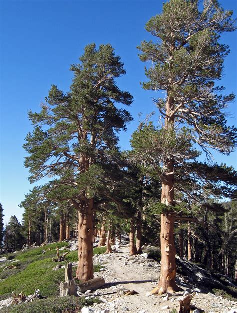Pinus Contorta Murrayana Sierra Lodgepole Pine For Sale Red Panda