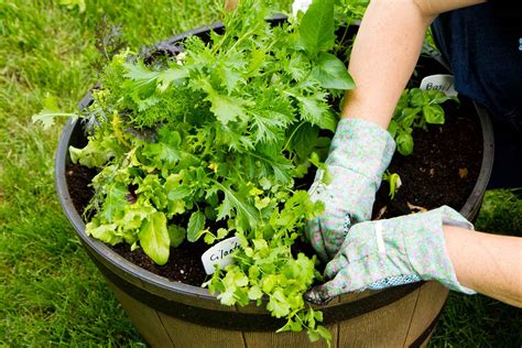 5 Tips For Container Gardening Better Homes And Gardens