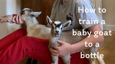 How To Bottle Feed Baby Goats Training Baby Goats To Take A Bottle