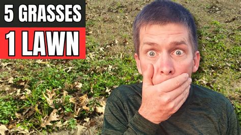 Fix An Ugly Lawn Full Of Weeds With 5 Grass Types Youtube