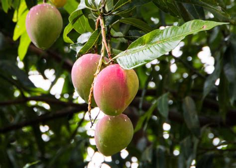 2300 Ripe Mango Tree Stock Photos Pictures And Royalty Free Images