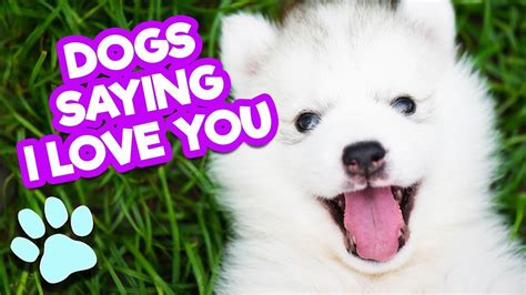 Cute Dogs Saying I Love You Funny Dog Compilation Thatpetlife