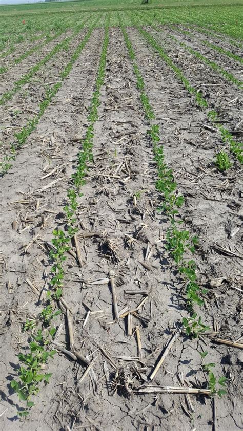 Pre Emergence Residual Herbicides Are The Foundation Of Soybean Weed