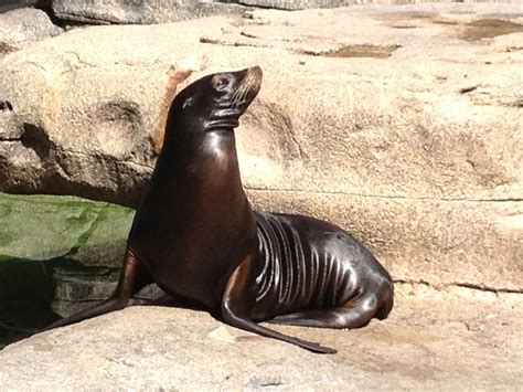 All About Sea Lion
