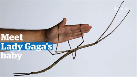 Video The Worlds Longest Stick Insect