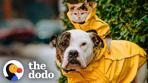 This Little Kitten Cannot Miss Out On An Adventure With Her Pittie