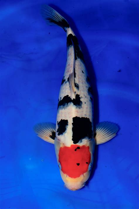 Tancho Showa - Grand Koi, LLC