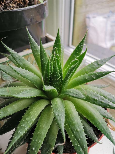 Aloe Facts What You Should Know About The Potential Health Benefits Of