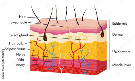Skin Anatomy Human Body Skin Illustration With Parts Vein Artery Hair Sweat Gland Epidermis