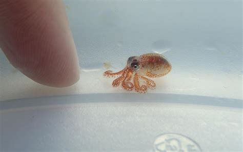 Ridiculously Tiny Baby Octopus Riding Ocean Trash Is So So Smol Live