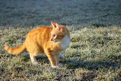 Free Outdoor Kittens Should You Allow Your Cat To Go Outside Find
