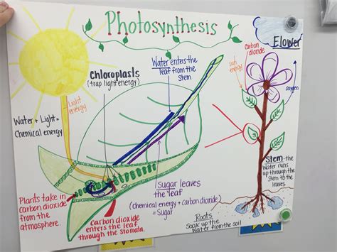 A Chart I Made On The Process Of Photosynthesis Photosynthesis
