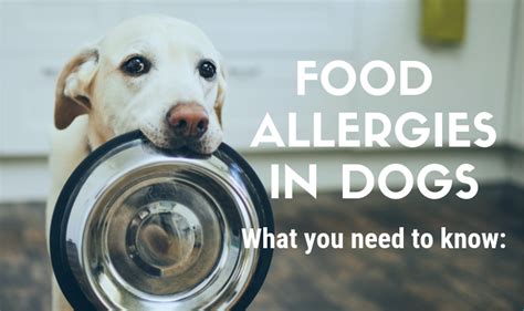 Food Allergies In Dogs And Holistic Remedies Veterinary Secrets With